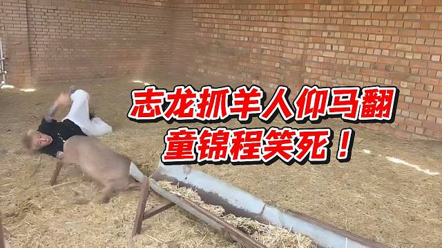 志龙抓羊人仰马翻！童锦程笑死