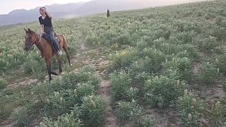 騎馬途中帽子意外飛走
