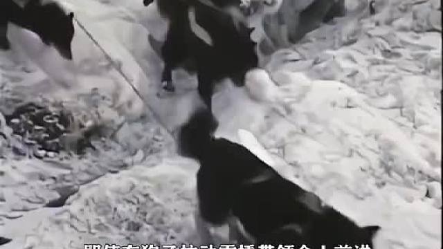 因纽特人特色美食腌海豹，听说味道不输腌海雀