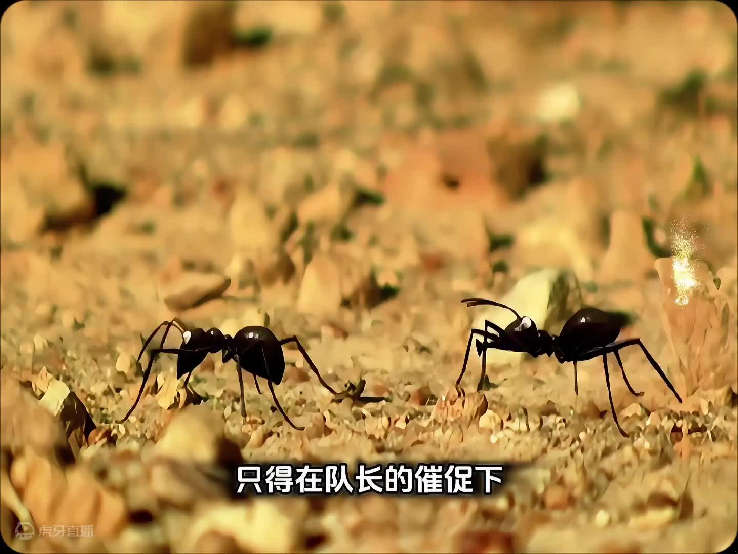 这只蚂蚁不仅懒，还坏，看完想把他打死