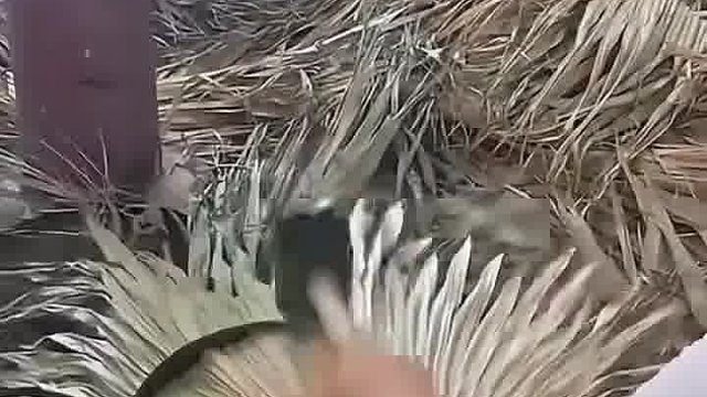 蒲扇是这么做的