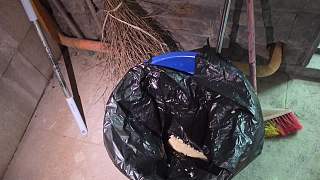 玉米未熟遭觀眾調(diào)侃罰款