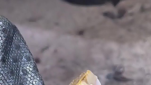 帮蛇夹掉头顶的蜱虫
