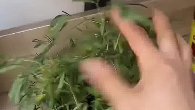 网友心情不好玩含羞草 含羞草：真是一场酣畅淋漓的骚扰。