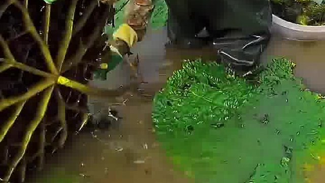 这割的什么玩意？