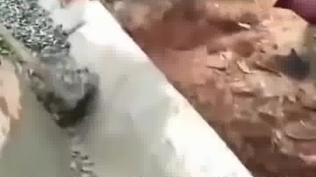 放个锄头干嘛呢！