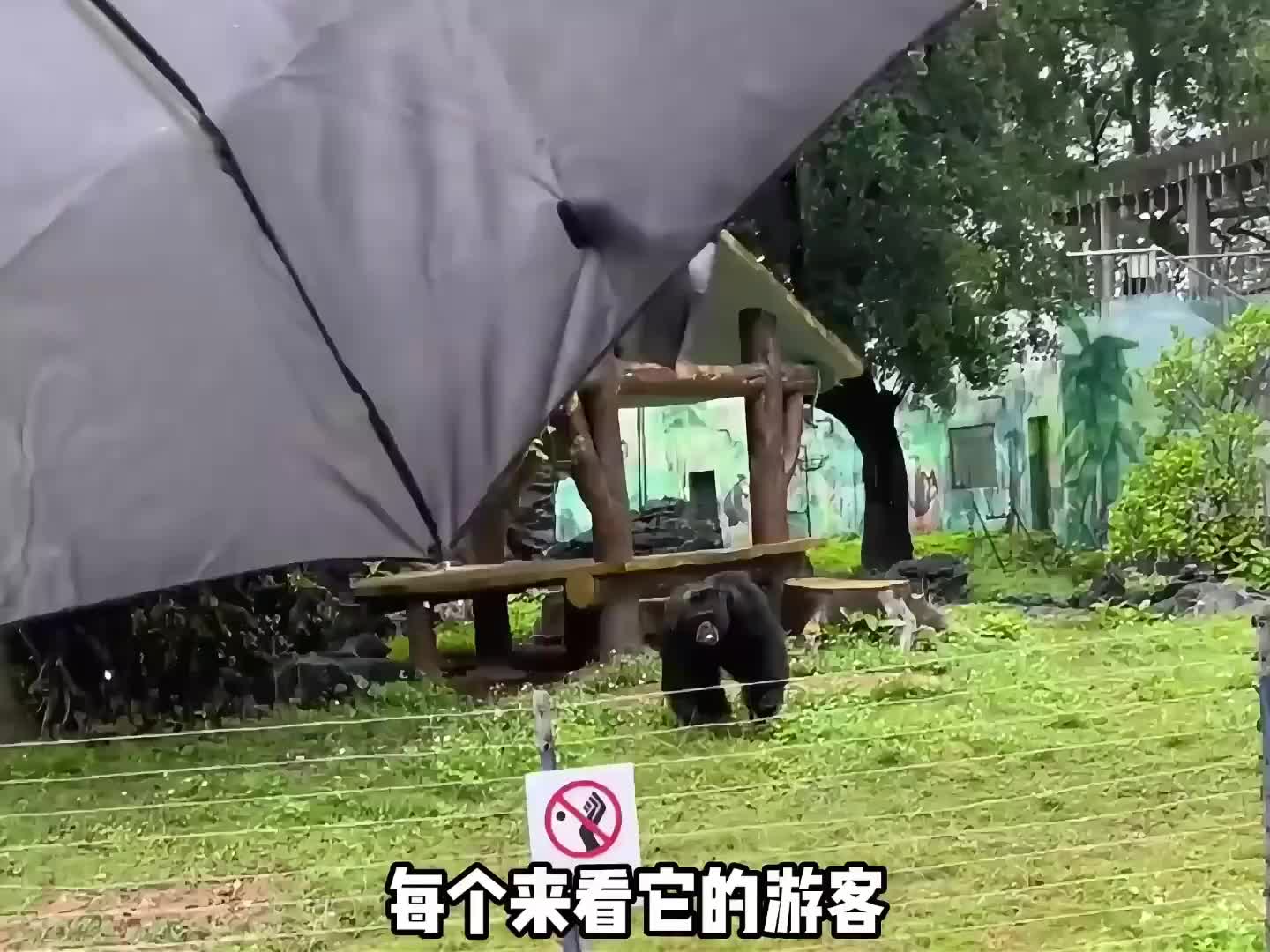 南宁动物园就没有一个正常点的动物