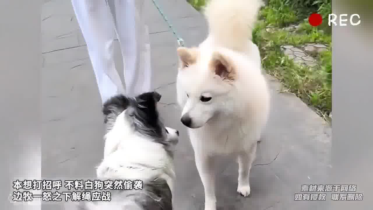 边牧这个扭头脱绳帅爆了