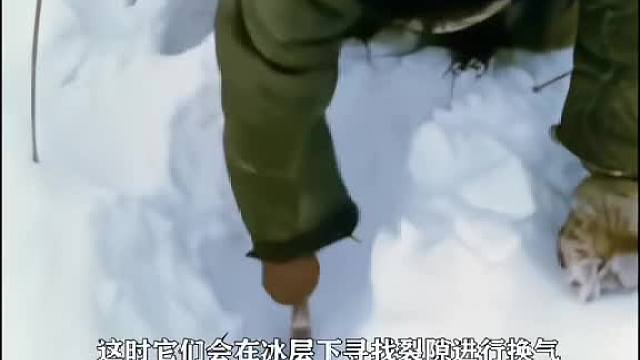北极荒野最厉害的猎手，一年四季都能获取到食物