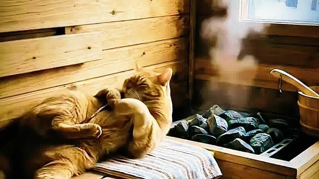 猫咪日常生活系列之毛皮外衣