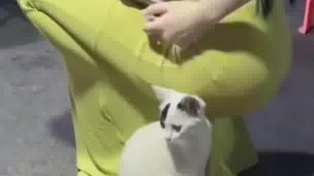 来撸猫啊