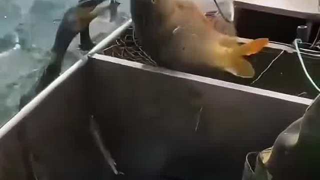 鱼在大也没有你的饼大