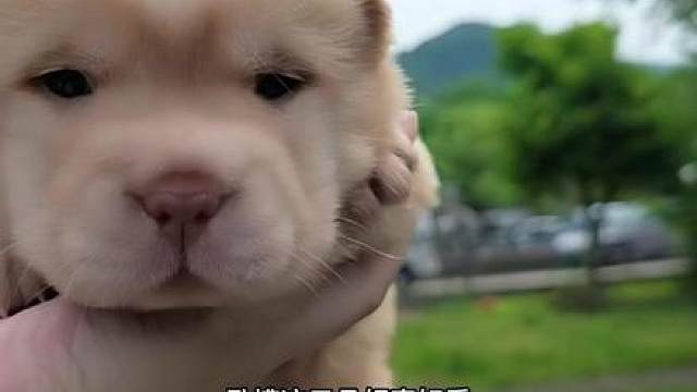 越来越像虎粮了