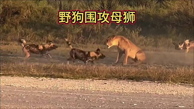 雌狮遭遇野狗群围攻，草原霸主开始反击！
