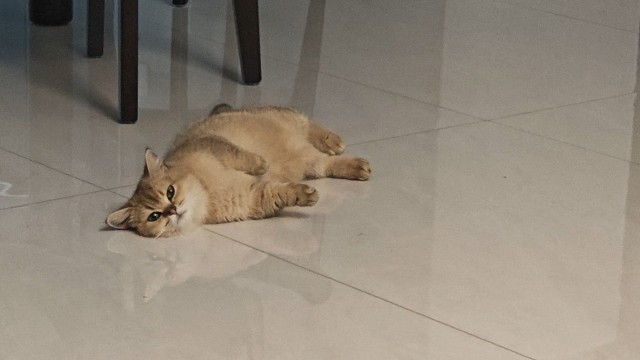 谁能可爱的过你呀
