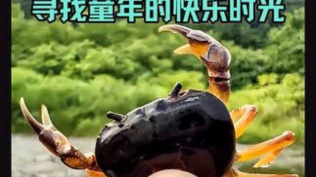 山里也能赶海？偶遇一溪小动物，最后全部放生