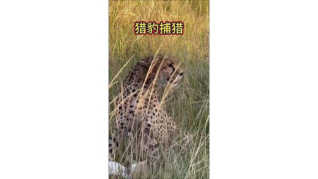 猎豹睡醒捕猎，羚羊成了受害者！
