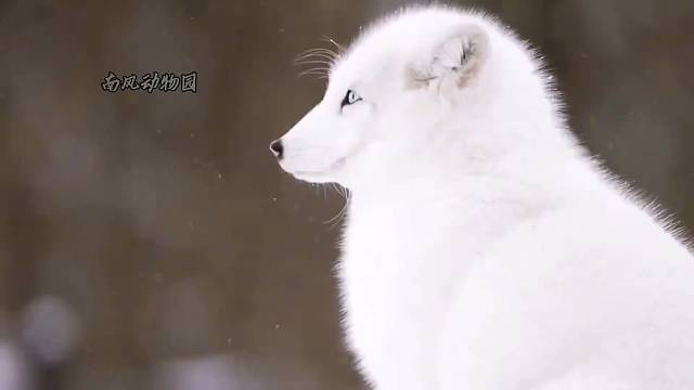 藏狐 有棱有角一脸方正 #动物世界 #藏狐 #搞笑动物解说 #一代人有一代人的动物世界 #野生动物零