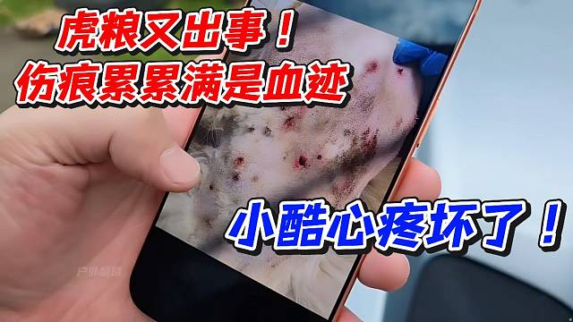 虎粮又出事！伤痕累累满是血迹小酷心疼坏了