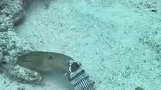 海蛇吞下一条海鳝，发现太大了