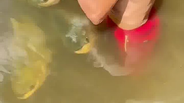 大哥亲自下水喂鱼，先混个脸熟
