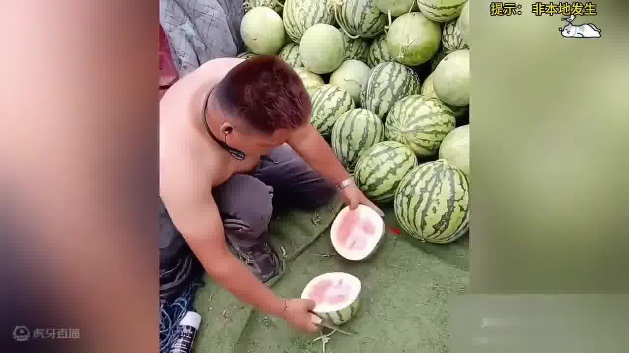 瓜商去地里收瓜 开瓜验货后 直接被吓跑了