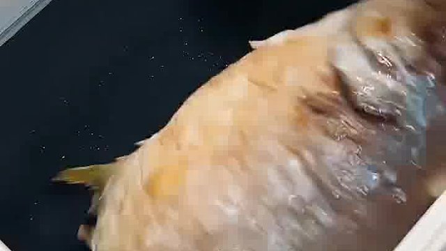 花一千多买的自动炒菜机，什么水平？？
