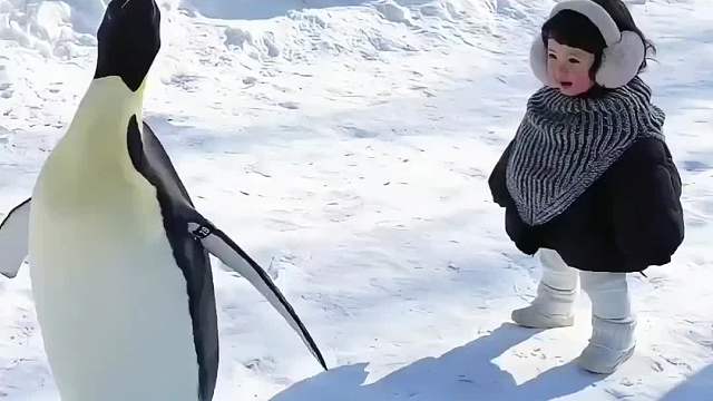 为什么企鹅不能随便抚摸！
