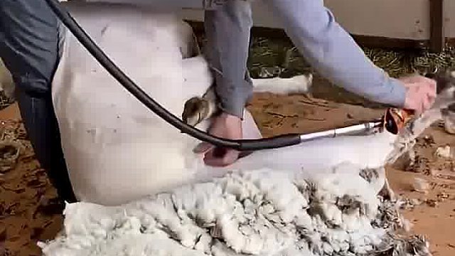 为什么要给绵羊剪羊毛？