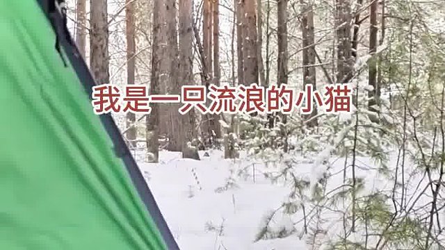 我是一只流浪小猫