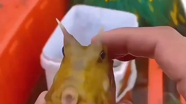 你见过自带牛角的鱼嘛