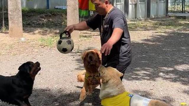 豫西萌犬足协杯，今天正式开始，黑豹上演了帽子戏法