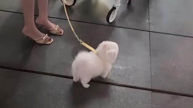 这只狗真好看