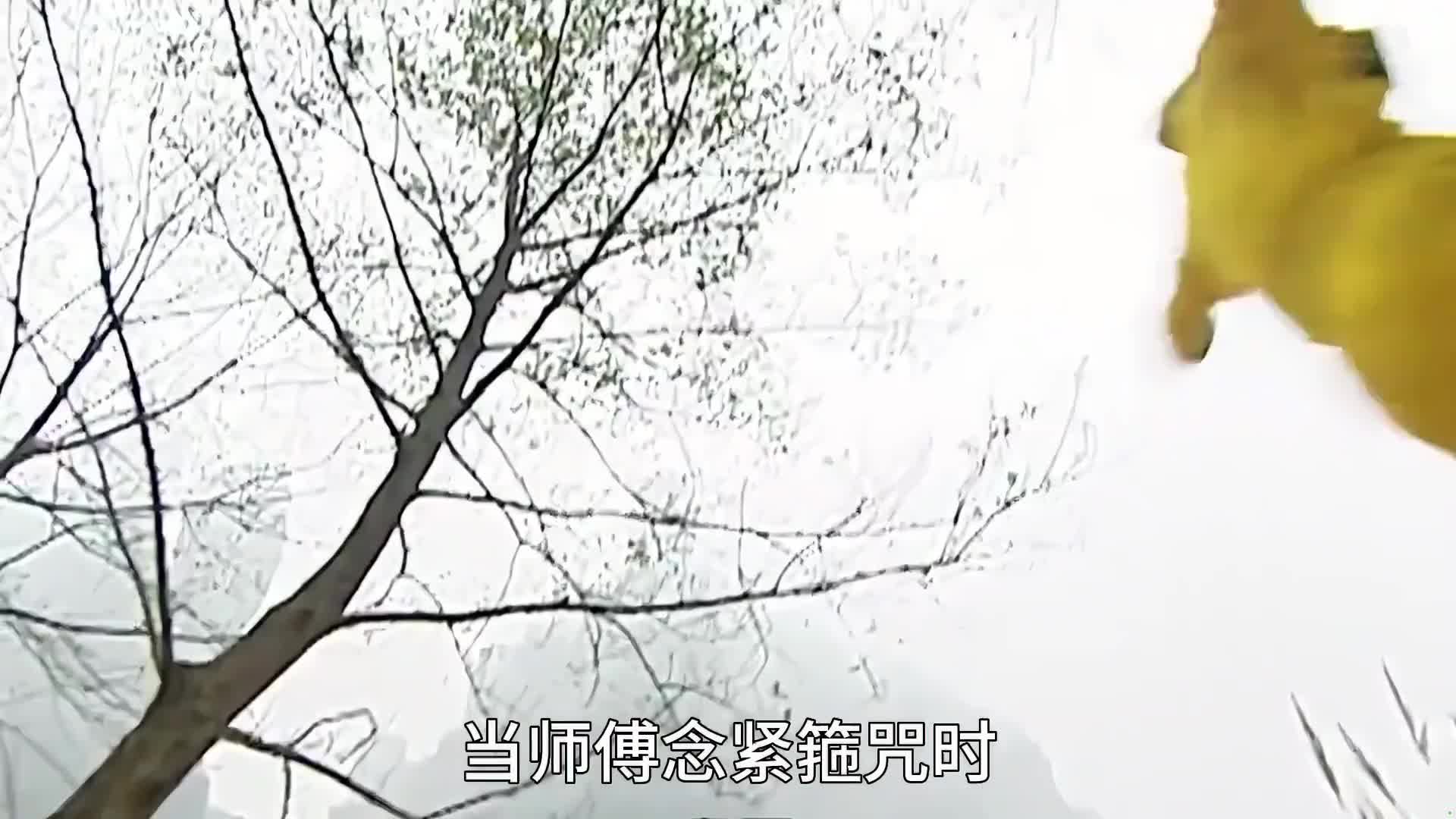 原来师傅只是意外，猴哥和八戒才是真爱
