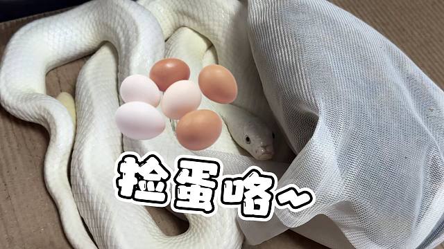 太棒了！蛇蛇酱又给我们下了八个蛋