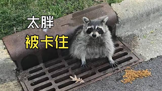 那些动物们的尴尬时刻！