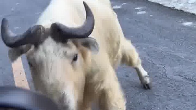 其实这种动物是羚牛，没事千万别惹它