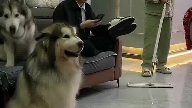 狗狗心操碎