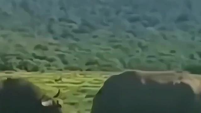 犀牛看着是个铁憨憨