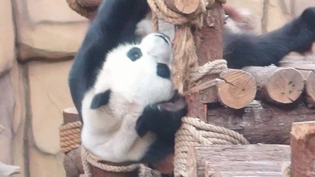 王牌特工愿申请出战