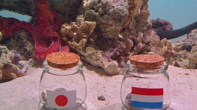 章鱼预测世界杯之荷兰VS日本
