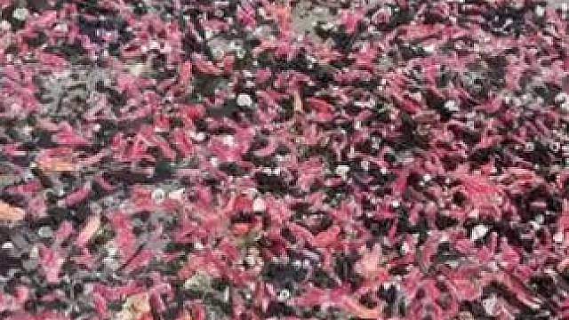 泰国大量海参被冲上岸，颜色竟呈鲜艳的粉红色，官方：多数存活，系偶发现象