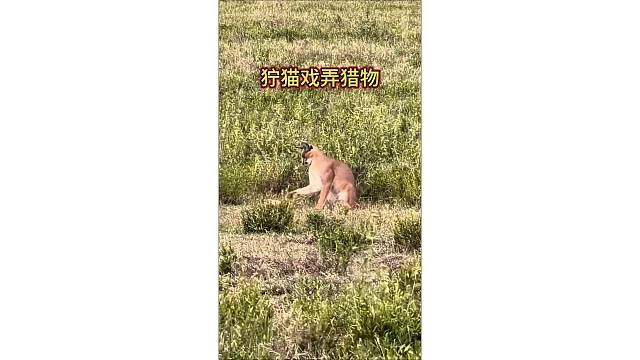 自然界的捕鸟高手：狞猫和猎物玩耍！