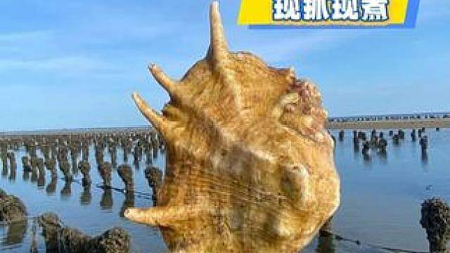 小渔村的海底捞，现抓现吃