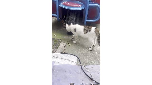 又来一个