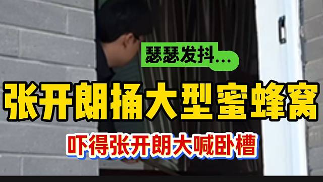 张开朗捅巨型蜜蜂窝！看到的那一瞬间快吓趴下了！