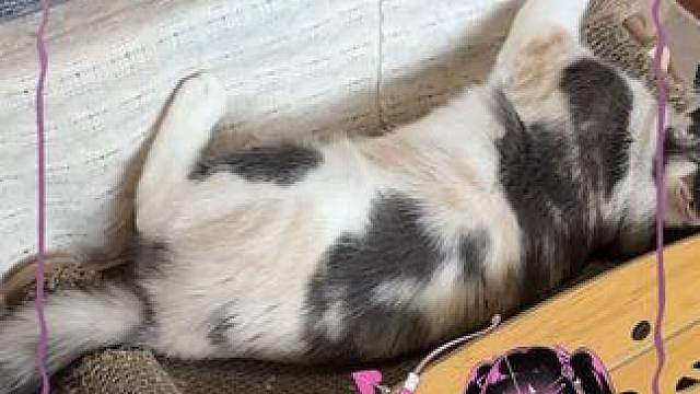 一想到小猫咪啃一块地方出来就为了放自己的尾巴就觉得特别萌