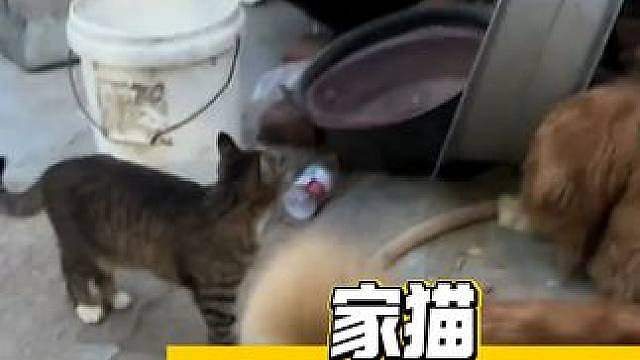 家猫：跟我的魔王护说去吧