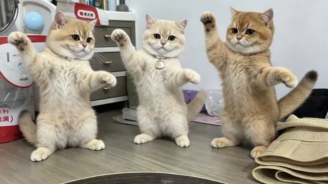 我家的可爱猫