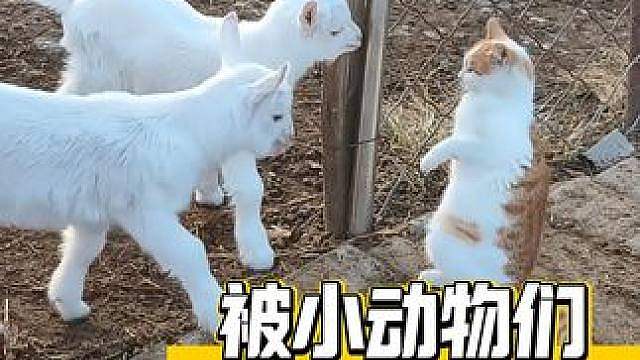 难怪都说猫猫狗狗是天生的对手呢